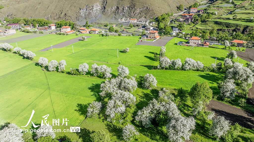 四川康定：昌木村景美如畫【4】