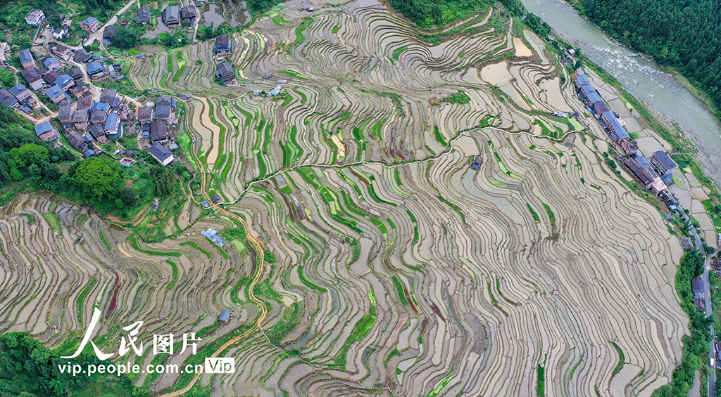 貴州從江：夏日鄉村田園美【4】