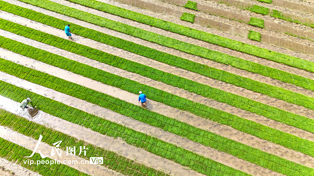 山东青岛：盐碱地插秧【3】