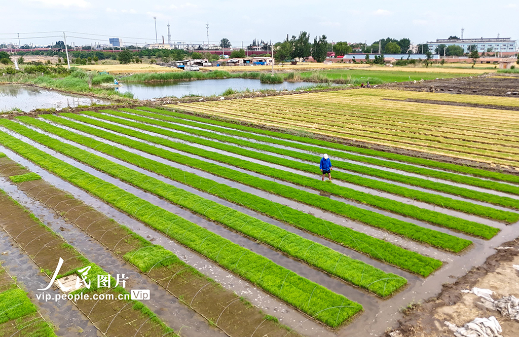 山东青岛：盐碱地插秧【2】