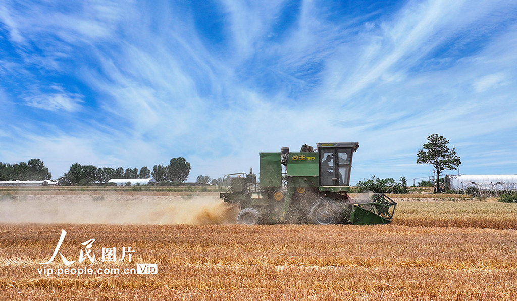 山西夏县小麦大面积收割