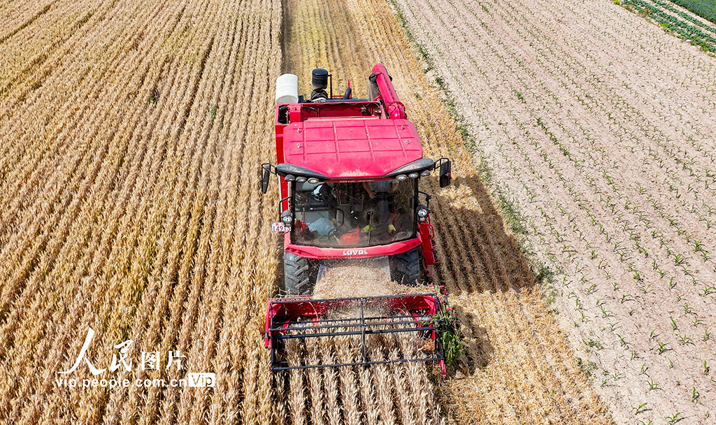 山西夏县小麦大面积收割【2】