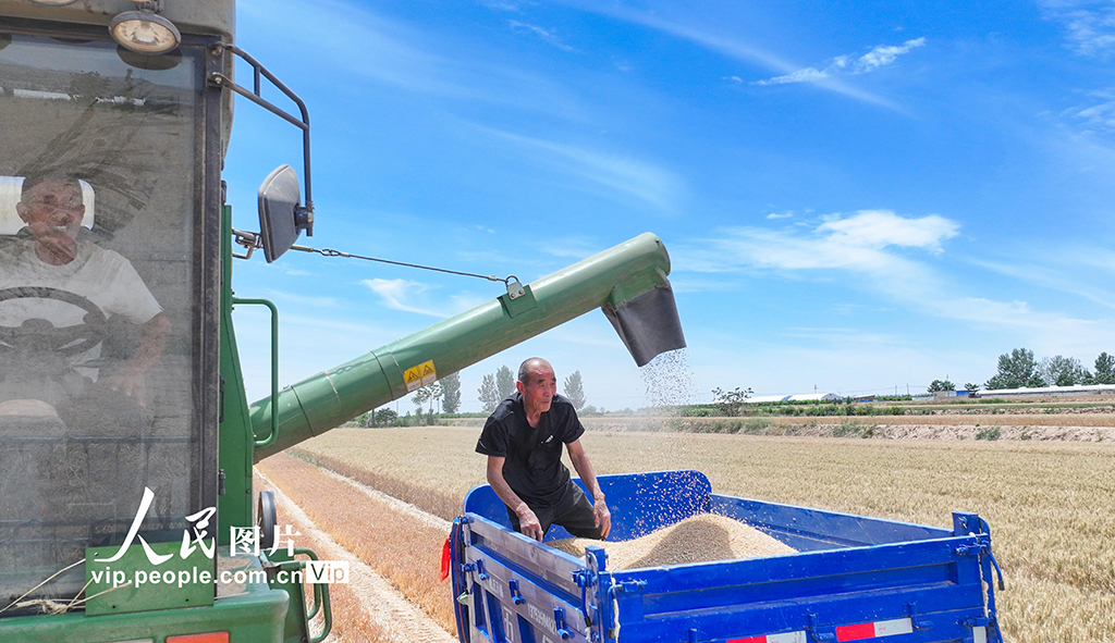 山西夏县小麦大面积收割【5】