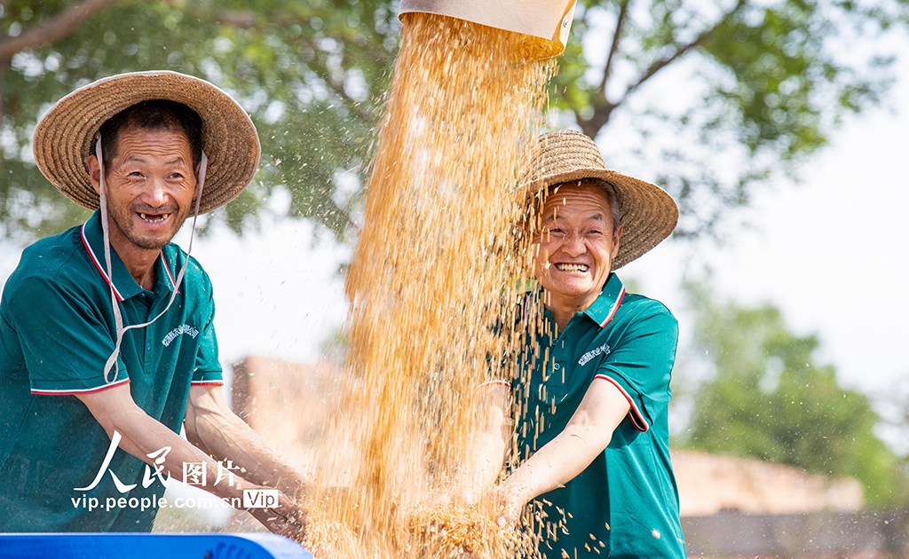 山西夏县小麦大面积收割【6】