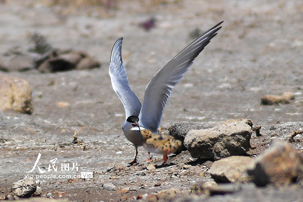 山東青島：夏日濕地生態美【3】