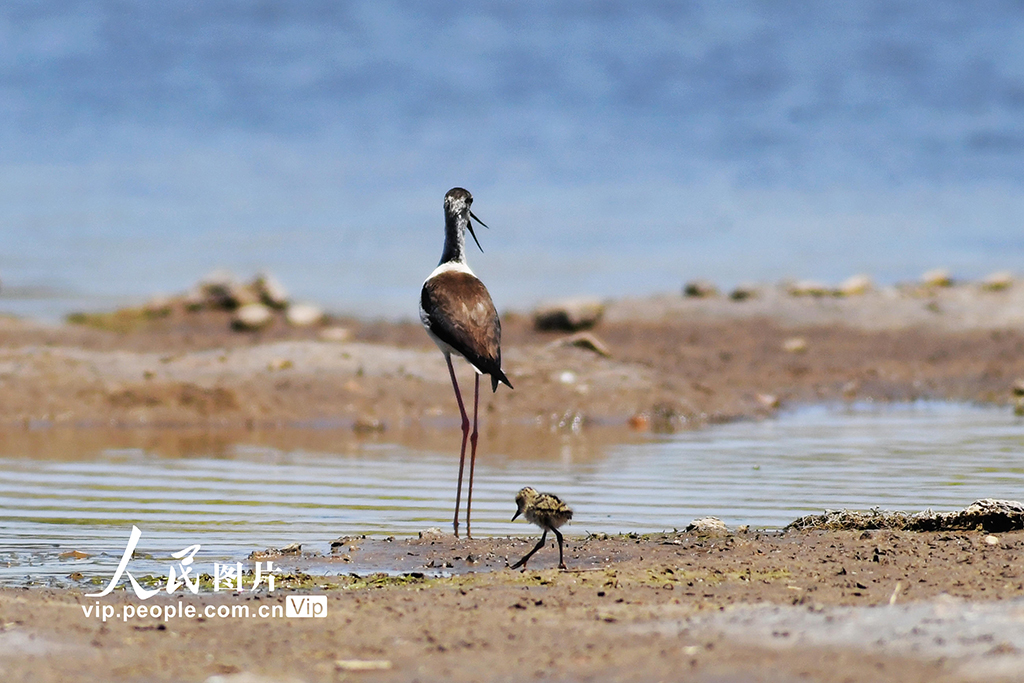 山东青岛：夏日湿地生态美