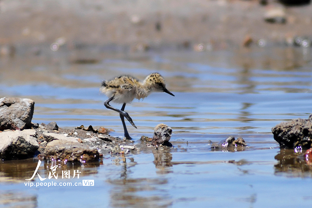 山東青島：夏日濕地生態美【4】