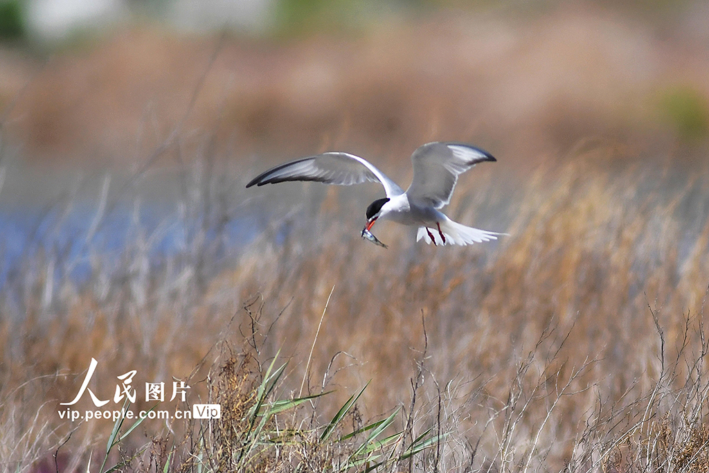 山東青島：夏日濕地生態美【6】