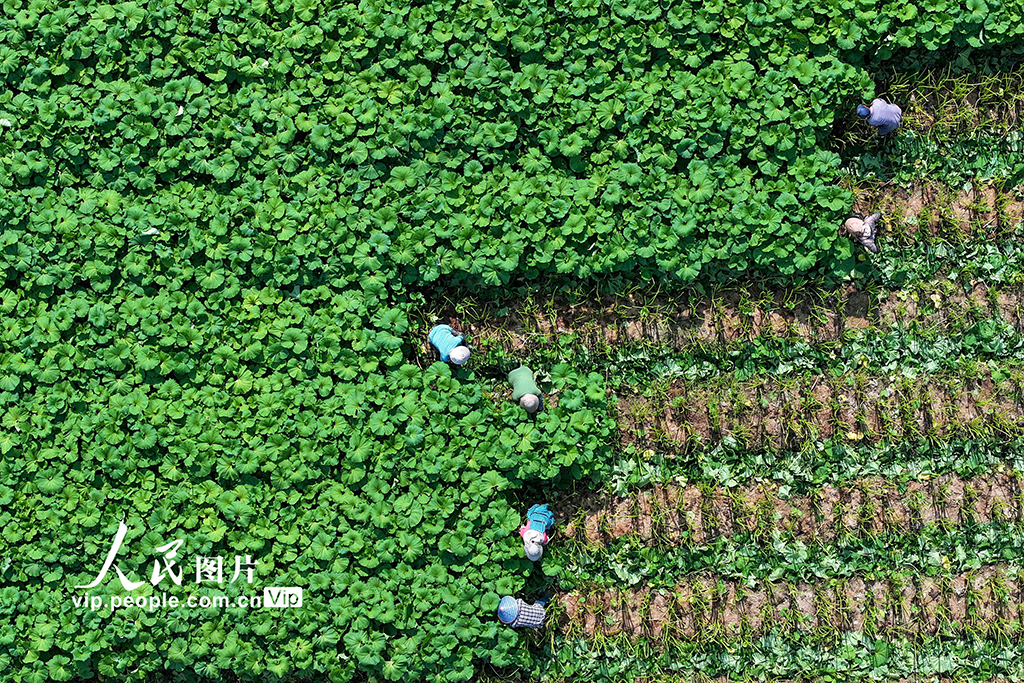 浙江湖州：芒种将至农事忙
