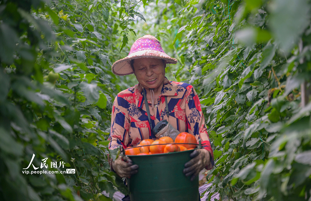 江西赣州：收获“红果果” 日子红火火