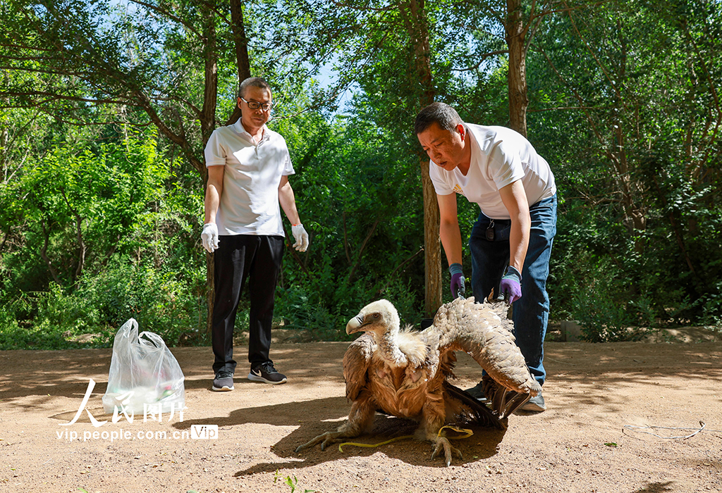 甘肃金塔：救助野生保护动物兀鹫【3】