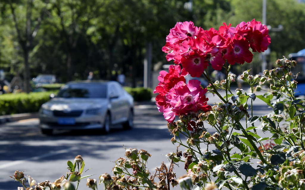 6月4日，北京市海淀区一处道路绿化带里盛开的月季花。