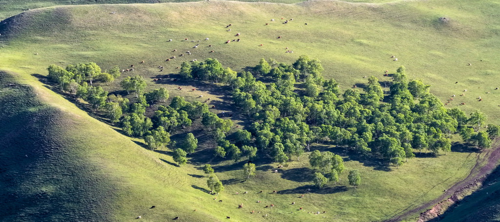 这是6月5日在内蒙古大青山国家级自然保护区拍摄的草原风光（无人机照片）。
