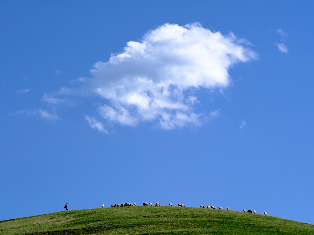 6月5日，羊群在内蒙古大青山国家级自然保护区吃草。