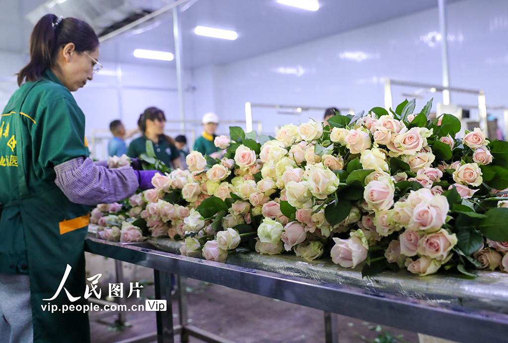 甘肃兰州：打造生态融合型智能鲜花基地【2】