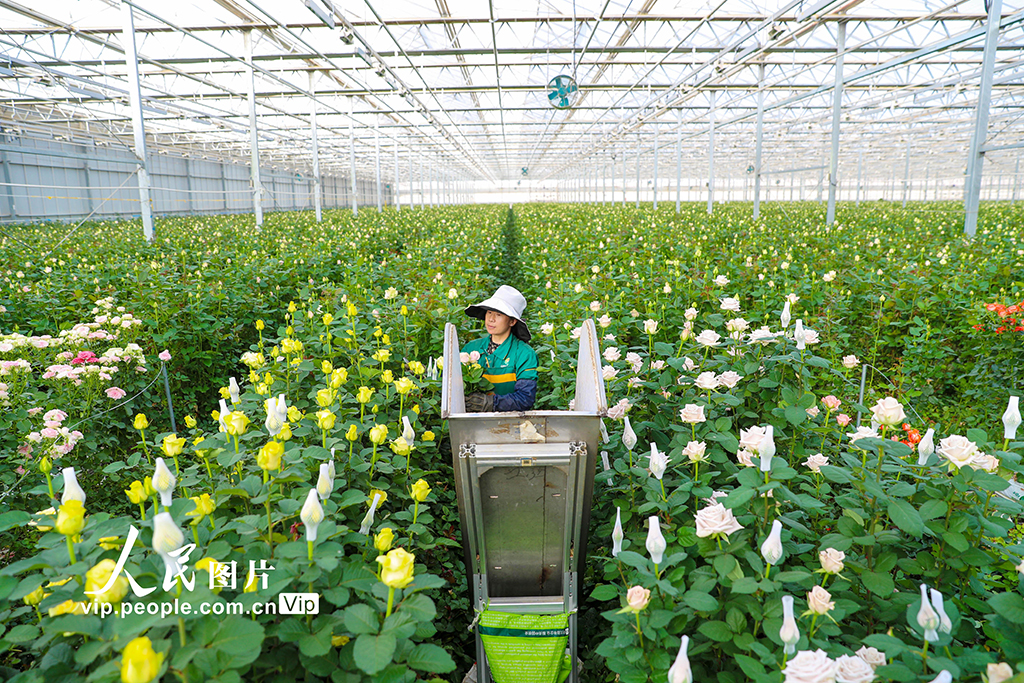 甘肃兰州：打造生态融合型智能鲜花基地【4】