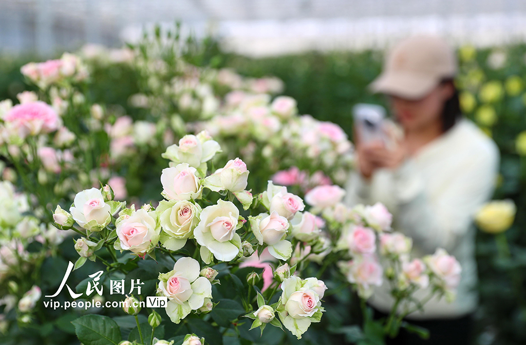 甘肃兰州：打造生态融合型智能鲜花基地【3】