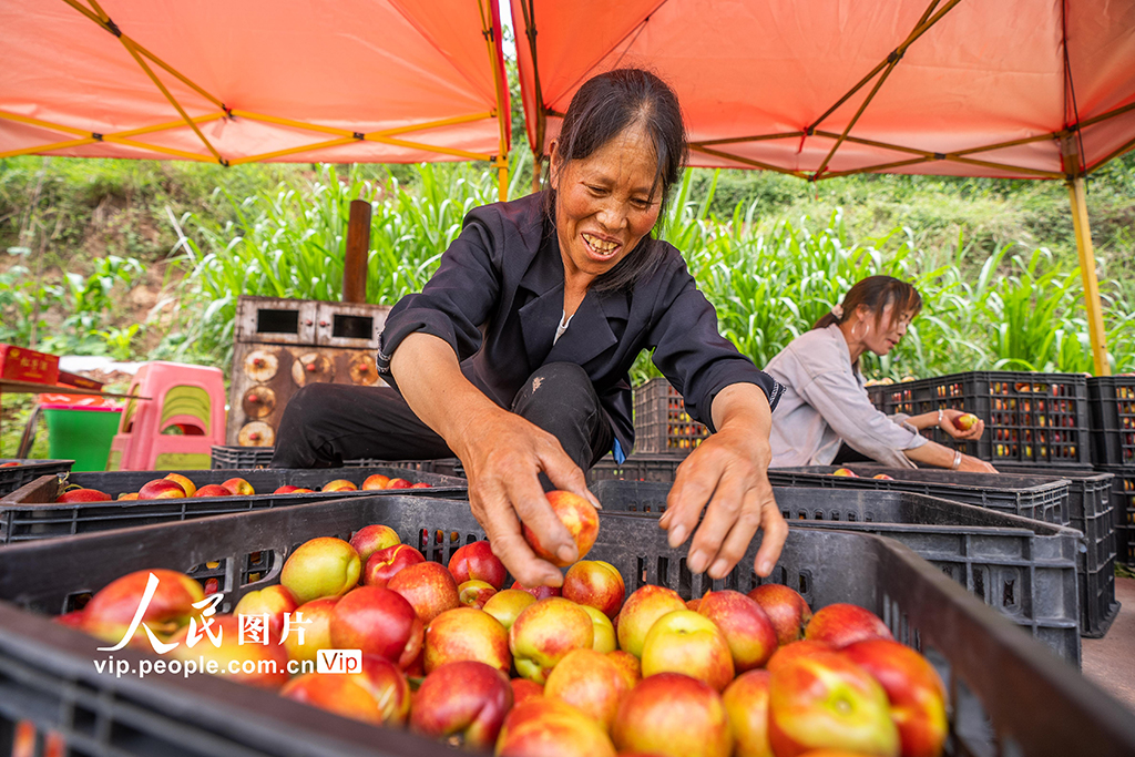 贵州威宁：山村油桃迎丰收【2】