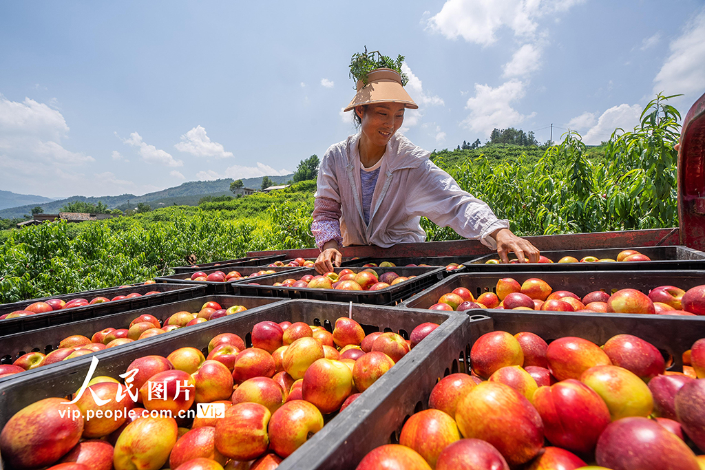 贵州威宁：山村油桃迎丰收【3】