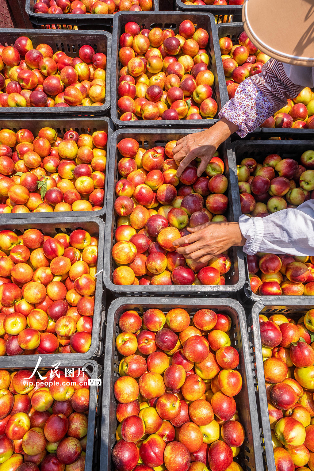 贵州威宁：山村油桃迎丰收【4】