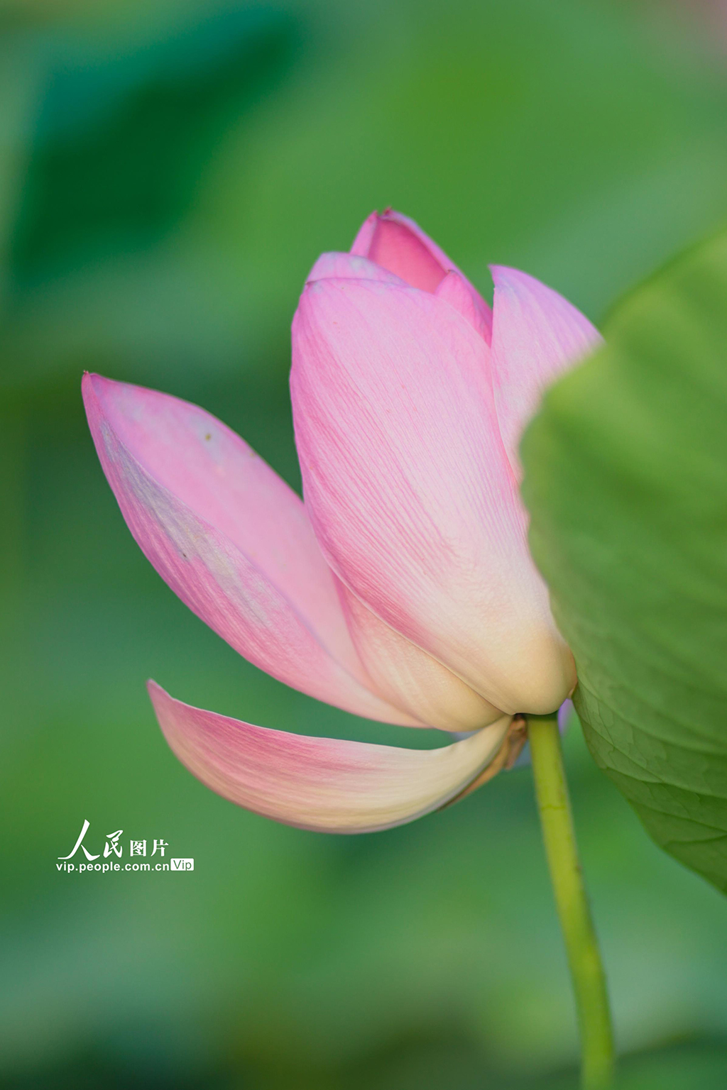 四川遂寧：夏日荷韻濃【4】