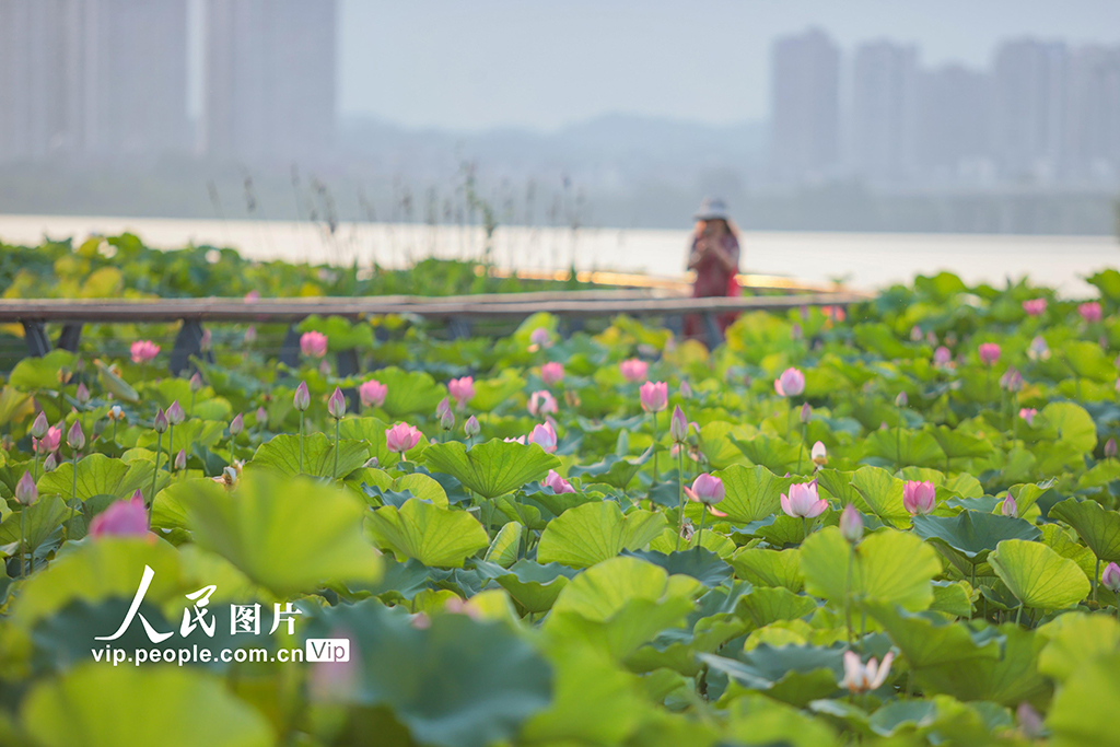 四川遂宁：夏日荷韵浓【5】