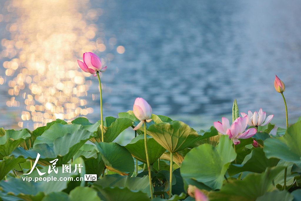 四川遂宁：夏日荷韵浓【2】