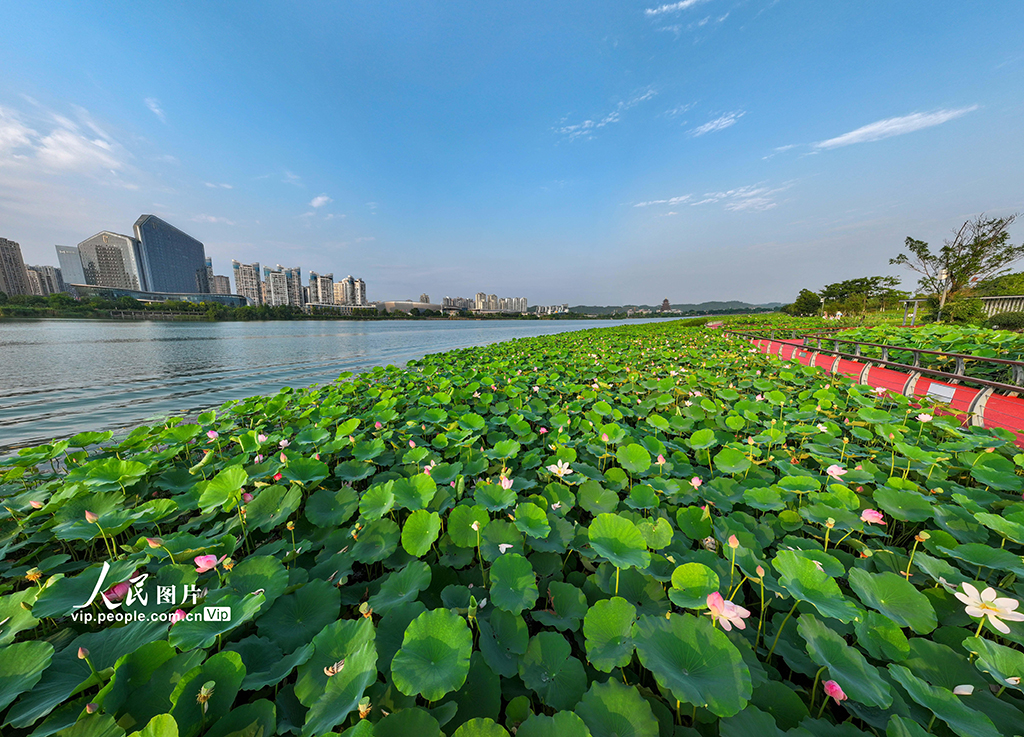 四川遂寧：夏日荷韻濃【6】