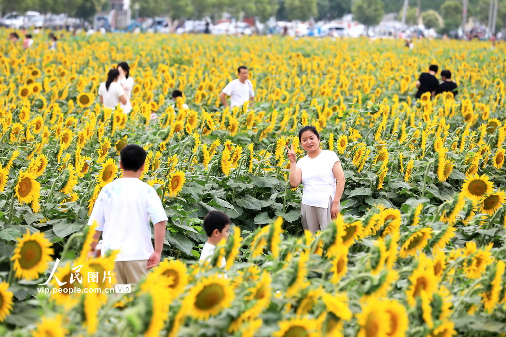 安徽淮北:向日葵绽放迎客来【2】