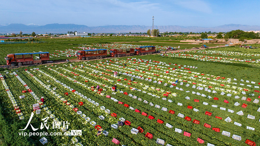 甘肃张掖：夏菜丰收供应市场【4】