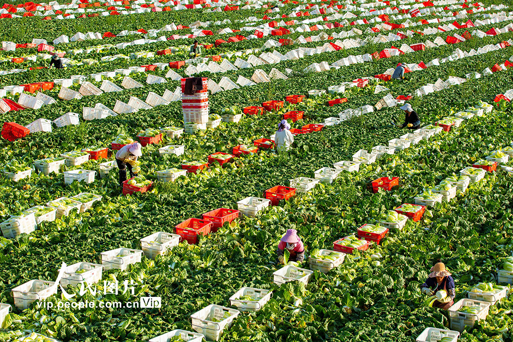甘肃张掖：夏菜丰收供应市场【3】