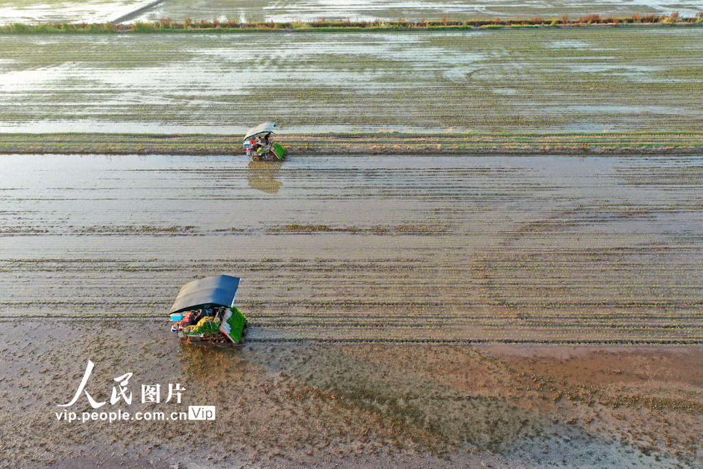 安徽宿松:田间插秧【4】