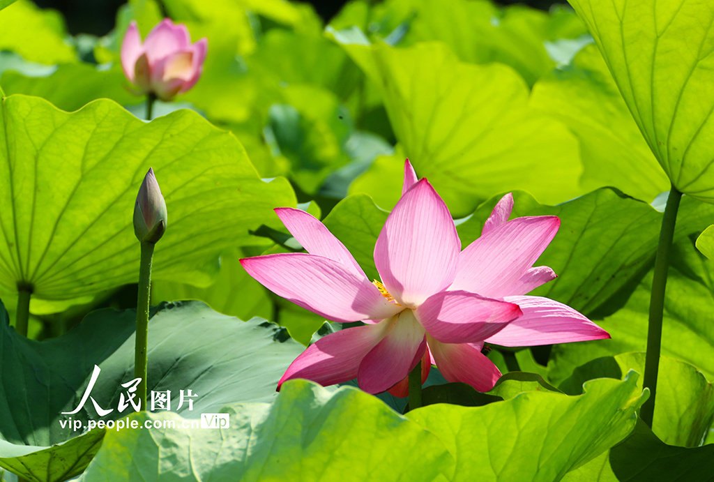 河南許昌：荷風蓮韻滿城芳【2】