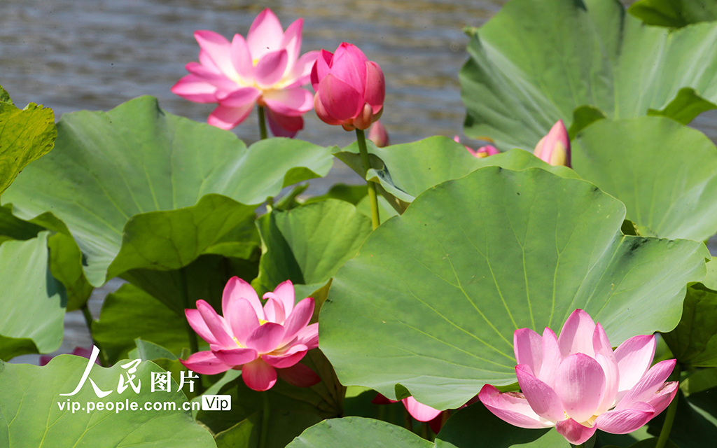 河南許昌：荷風蓮韻滿城芳【4】