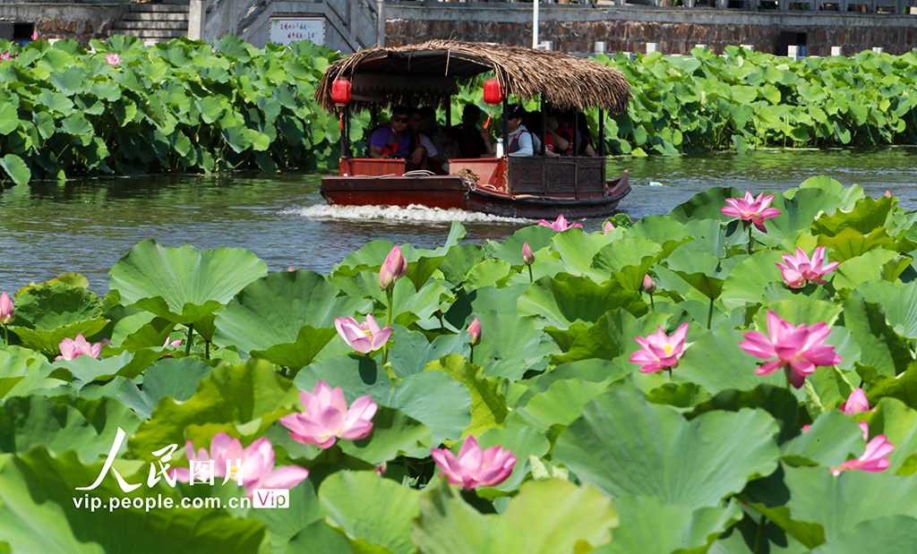 河南許昌：荷風蓮韻滿城芳【6】