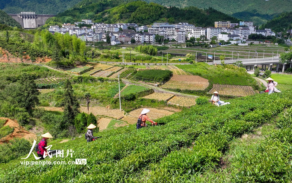 浙江淳安：夏茶採收忙【3】