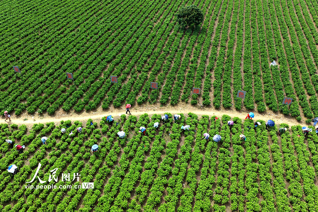 福建閩侯：採收茉莉花【5】