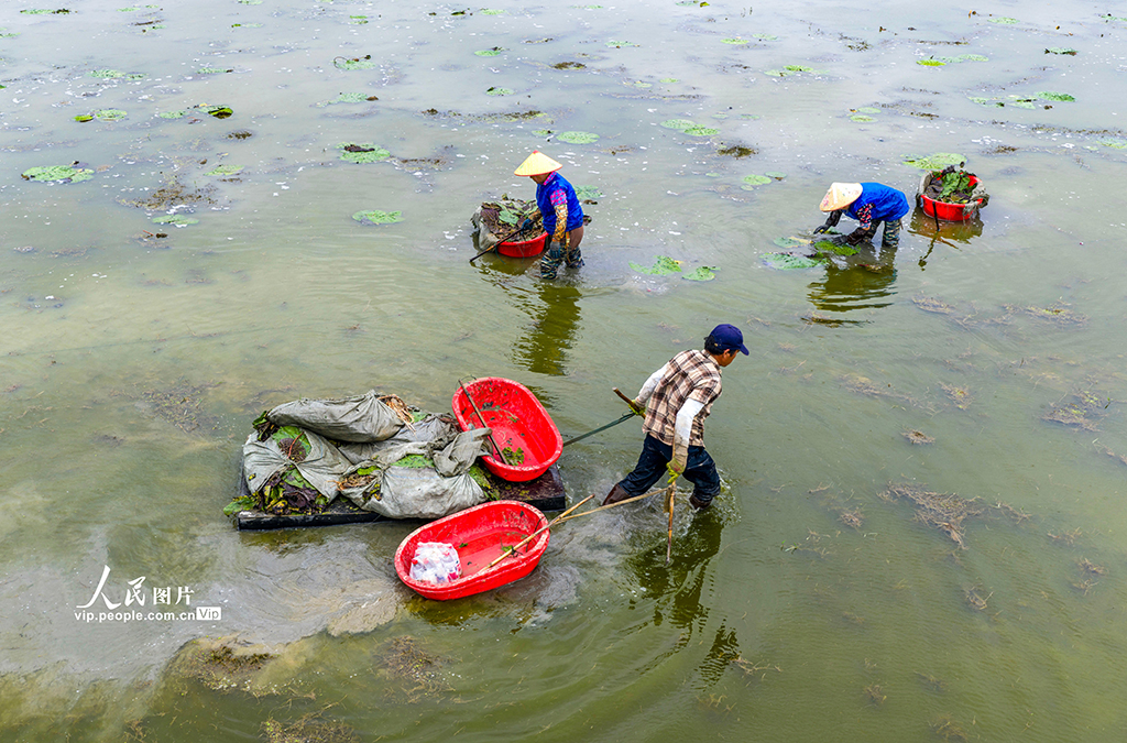 安徽庐江：夏至到 种芡实【4】