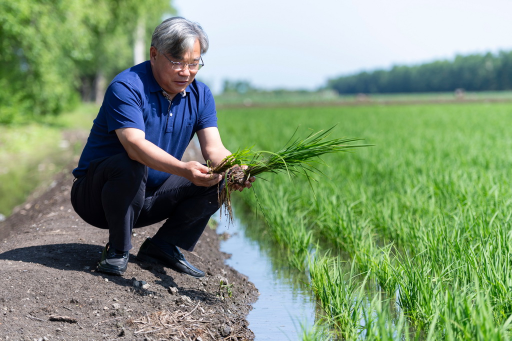 6月18日，在寶清縣一片水稻田旁，中國水稻研究所北方水稻研究中心主任曹立勇查看應用寒地水稻秸稈全量原位還田緩釋多效綜合技術的水稻與普通水稻的長勢差別。