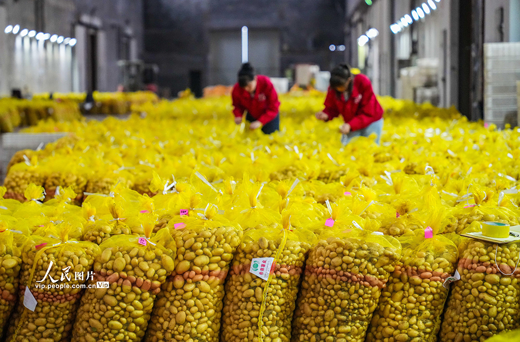 山东乐陵：马铃薯原原种喜获丰收【3】