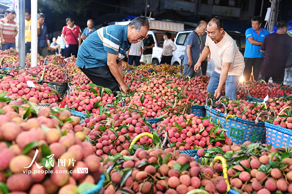 广西合浦:荔枝交易火爆【2】