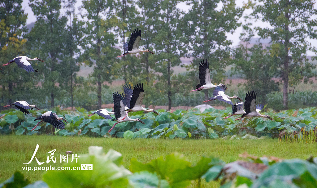 云南丘北:钳嘴鹳 舞翩跹【4】
