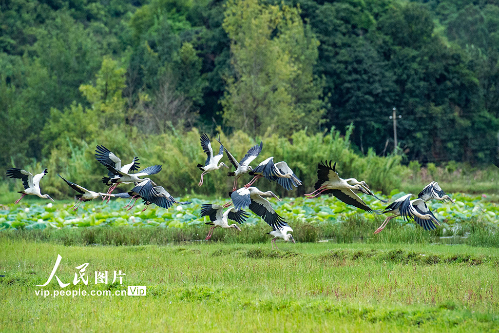 云南丘北：钳嘴鹳 舞翩跹【5】
