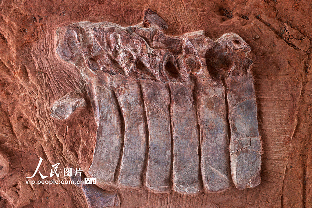 重庆黔江成为目前我国西南地区唯一白垩纪恐龙化石集群埋藏地【9】