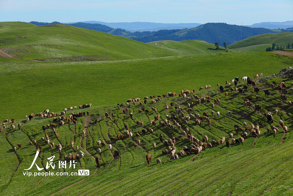 新疆阿勒泰：夏季轉場全面啟動【2】