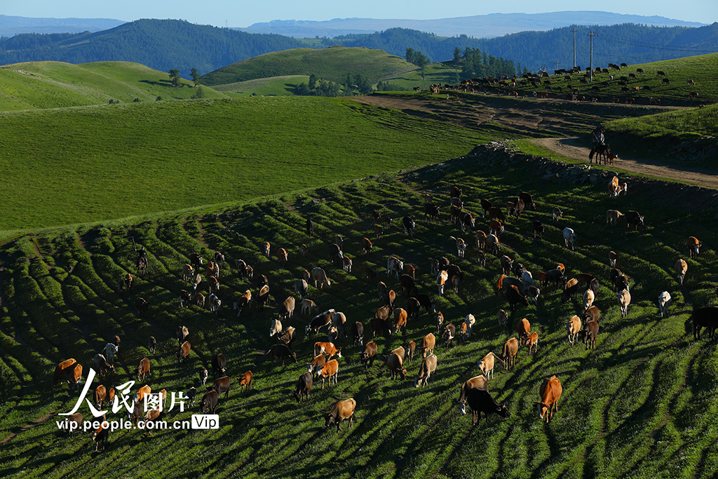 新疆阿勒泰:夏季转场全面启动【5】