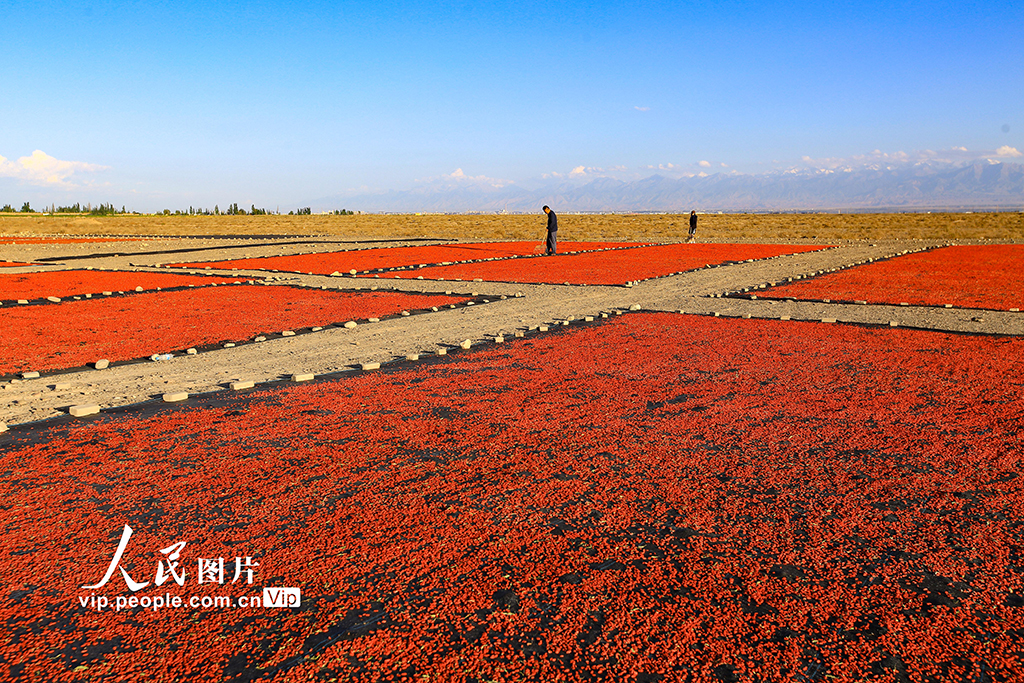 甘肃嘉峪关:枸杞喜丰收【2】