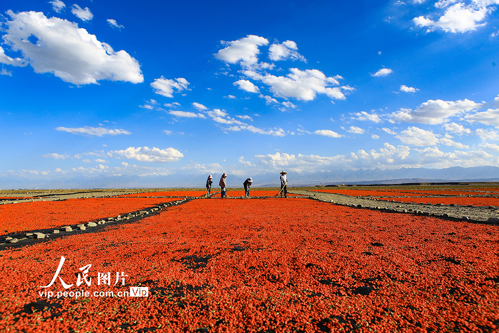 甘肃嘉峪关:枸杞喜丰收【6】