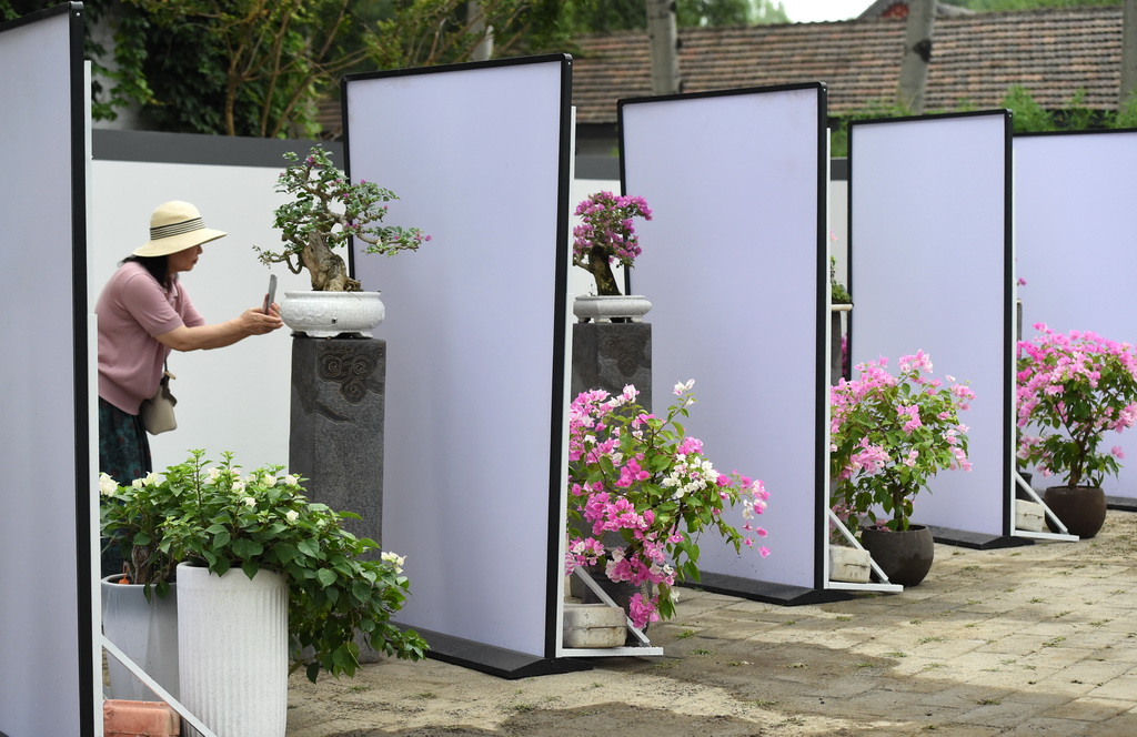 6月28日,游客在在圆明园“荷韵梅芳 御苑双姝”双花展上拍摄。