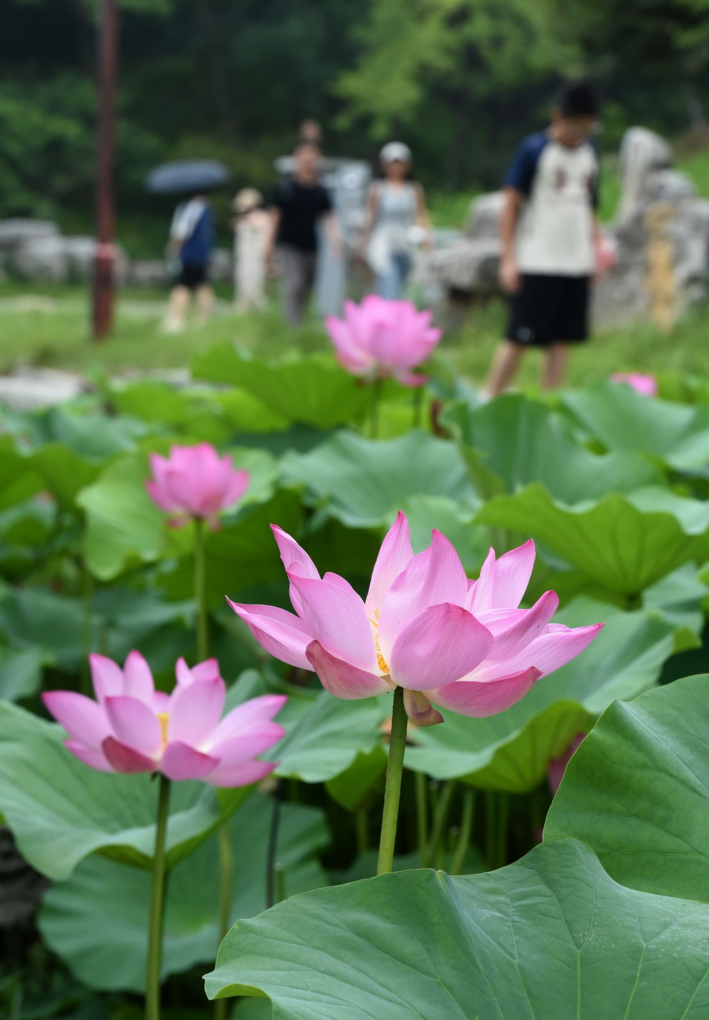 6月28日,游客在圆明园游玩赏荷。